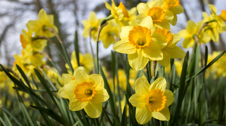Bright yellow daffodils pop against the grass