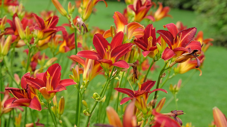 Red daylily flowers popping against the grass