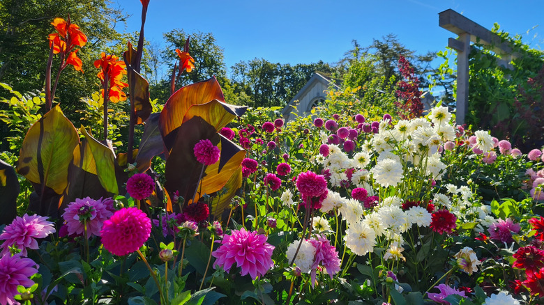 A lush garden with an array of beautiful flowers