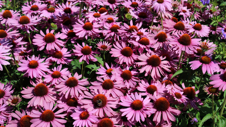 A large spread of purple coneflower in full bloom