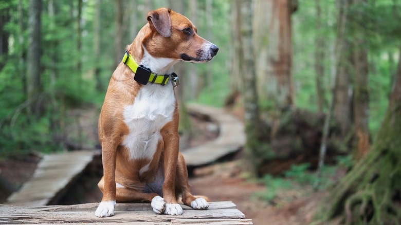 Dog on a wooden hiking trail