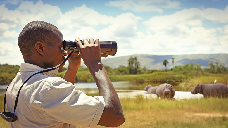 Park ranger watching hippos with binoculars
