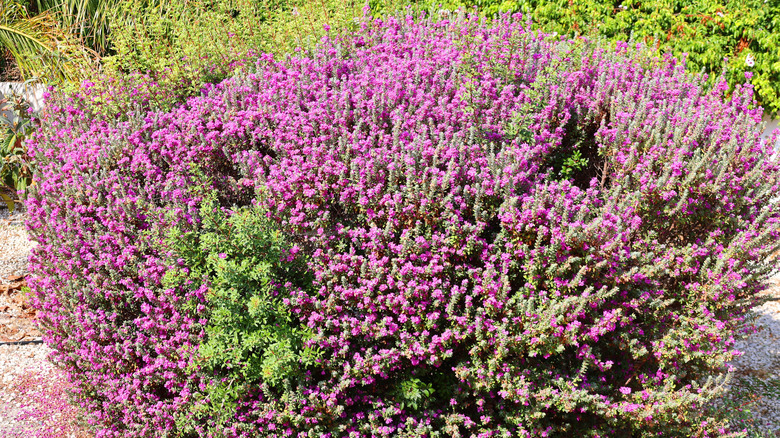 Native evergreen shrub in yard
