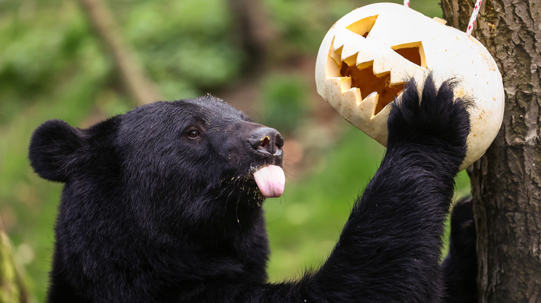 A black bear enjoying a white pumpkin