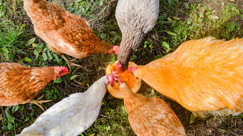 A group of chickens eating a leftover pumpkin