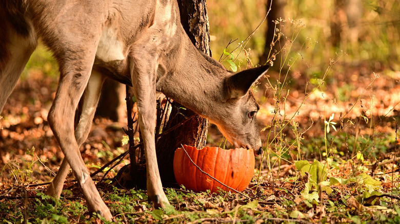 A deer eating a pumpkin in the woods
