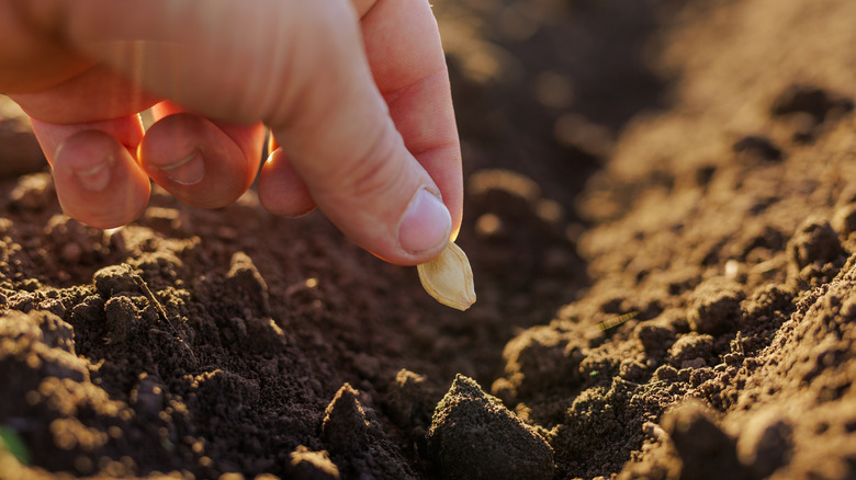 A hand planting a pumpkin seed in soil