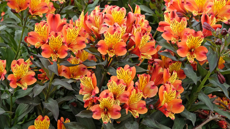 Alstroemeria in bright orange and yellow