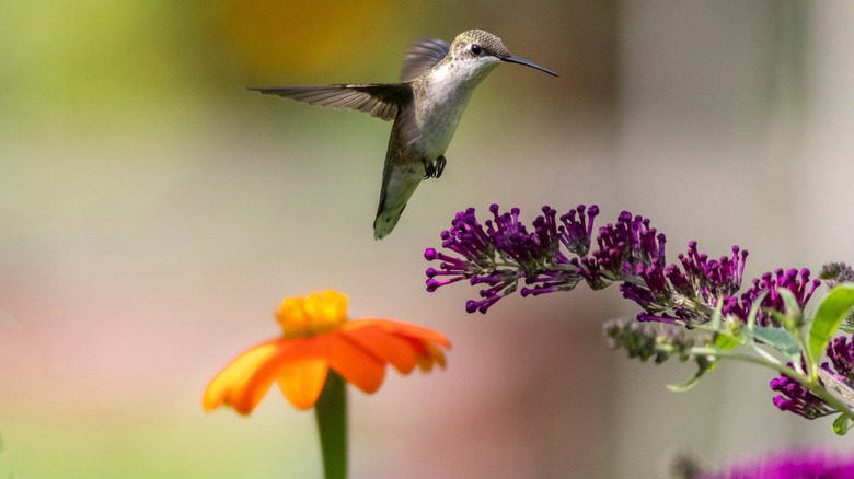 hummingbird mid-flight with a purple flower and an orange flower in the background