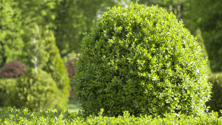Trimmed and shaped box leaf privet