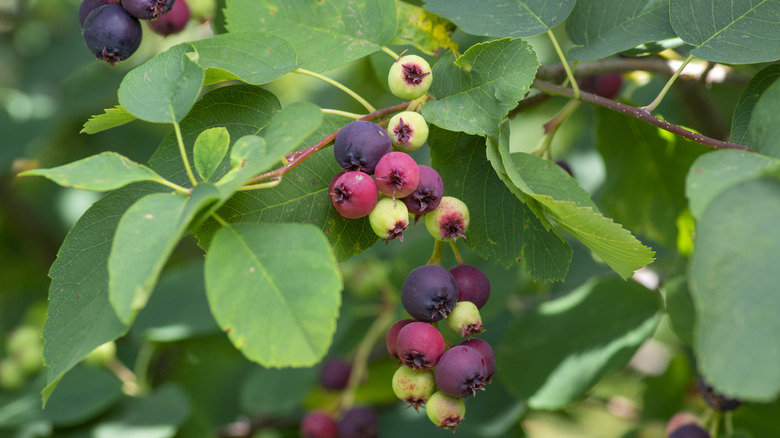 closeup of serviceberry berries in mixed ripeness