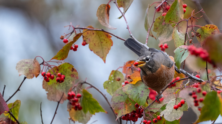 robin with red berry in its mouth