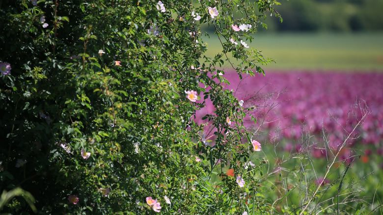 Rose hip bush in front of purple flower meadow