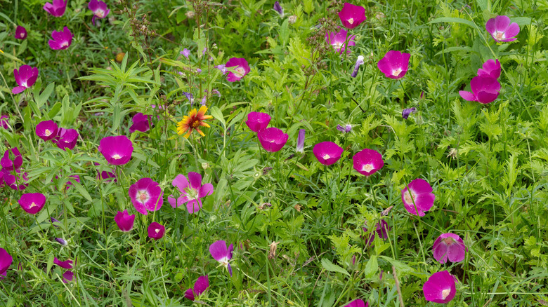 Fuchsia poppy mallow in a landscape