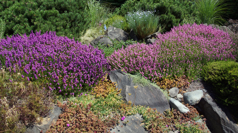 heathers and drought tolerant plants
