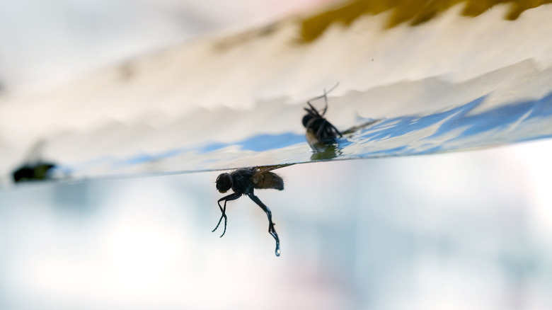 dead house flies stuck on sticky paper