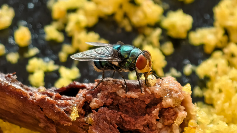 House fly on food in front of flower garden