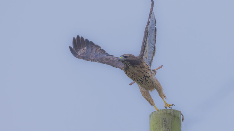 Hawk about to fly from perch