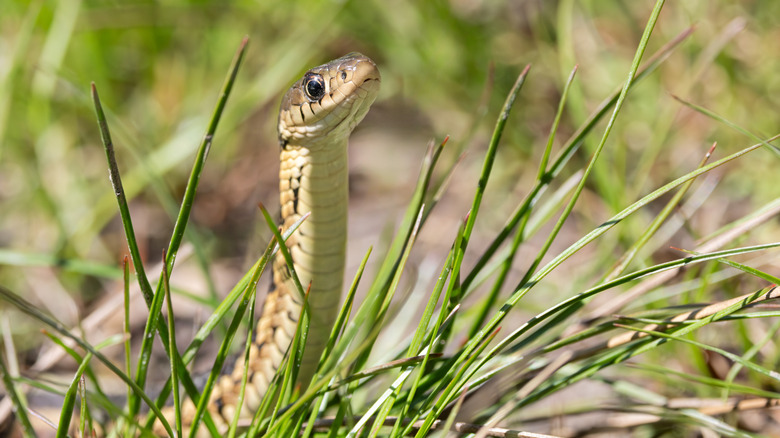 closeup of snake outdoors