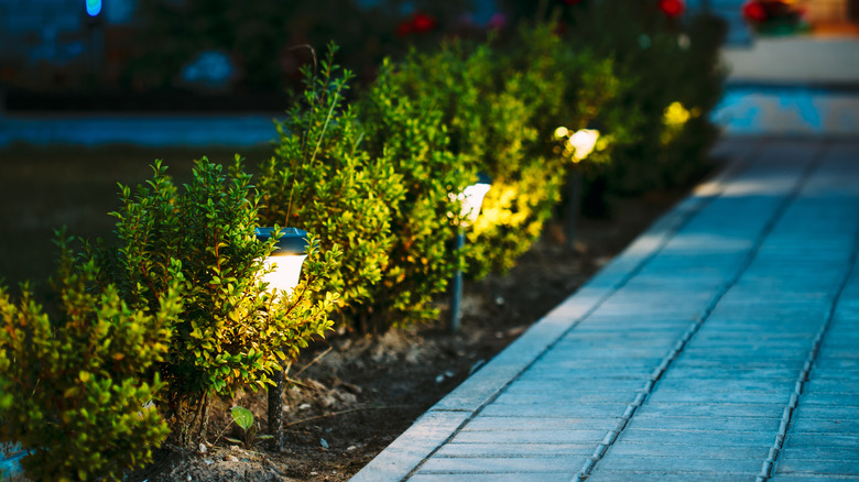 lit solar lights along a walkway at night