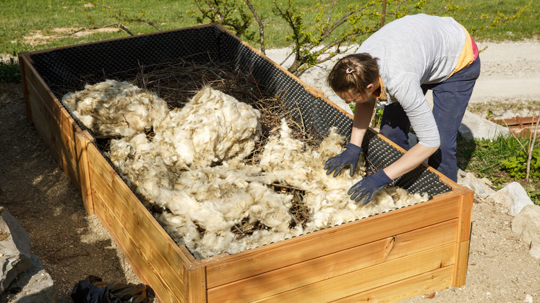 Woman layering raised garden bed with horticultural wool