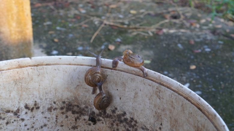 Snails climb the edge of a potted plant in a garden