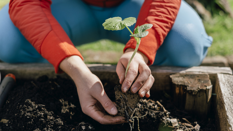 Woman holding plant