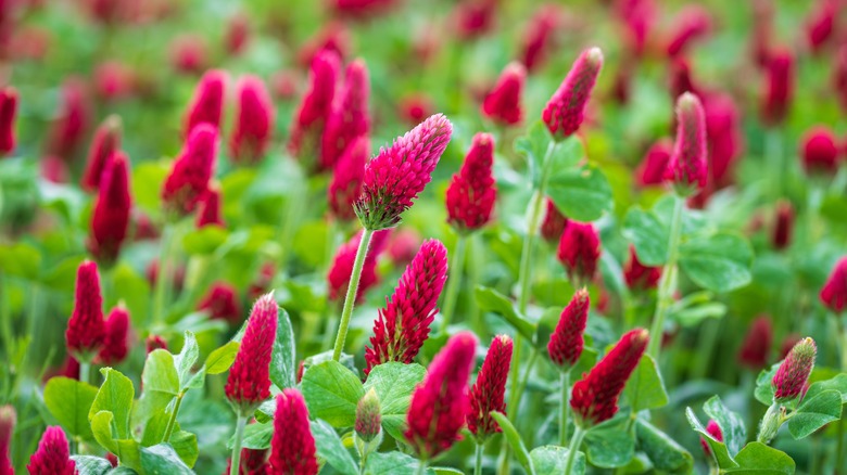 crimson clover blooming in spring