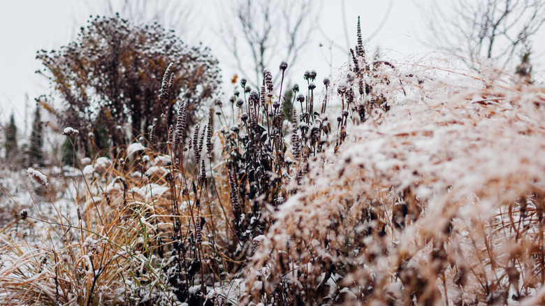 plants and grasses in a garden in winter