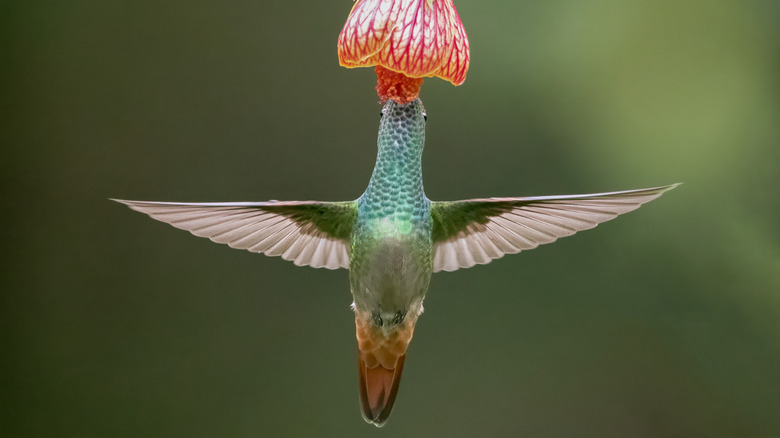 Hummingbird feeding on flower