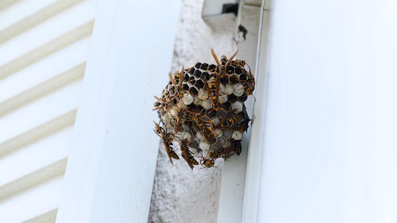 A swarm of wasps surrounding a large nest