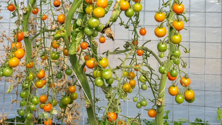 Tomato vines growing up string trellis