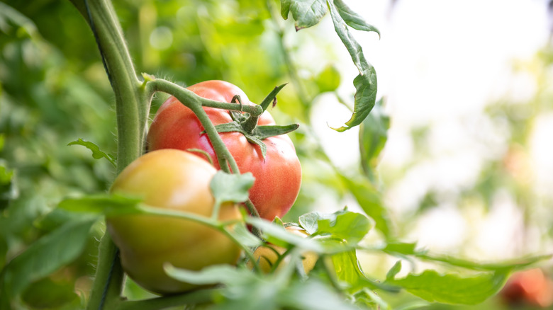 Tomatoes on the vine