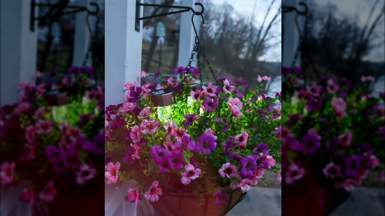 A hanging flower basket with solar lights