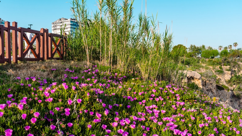 Purple ice plant flowers at base of fence in a large yard