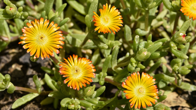 'Pumpkin Perfection' hardy ice plant flowers