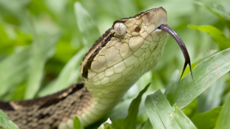 Fer-de-lance pit viper snake