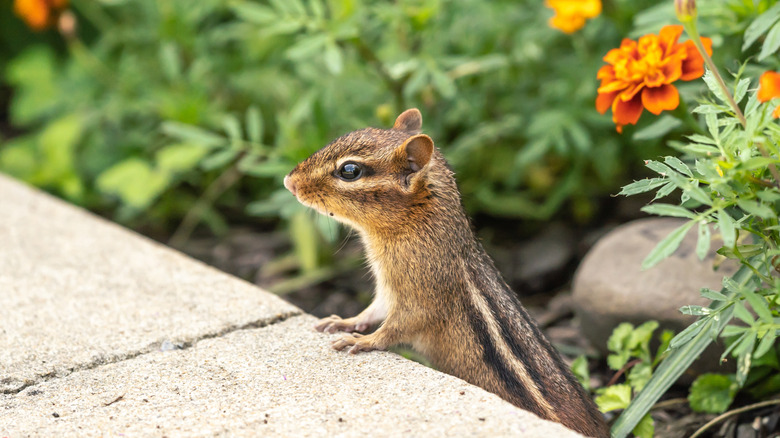 Chipmunk popping out of a patch of marigolds
