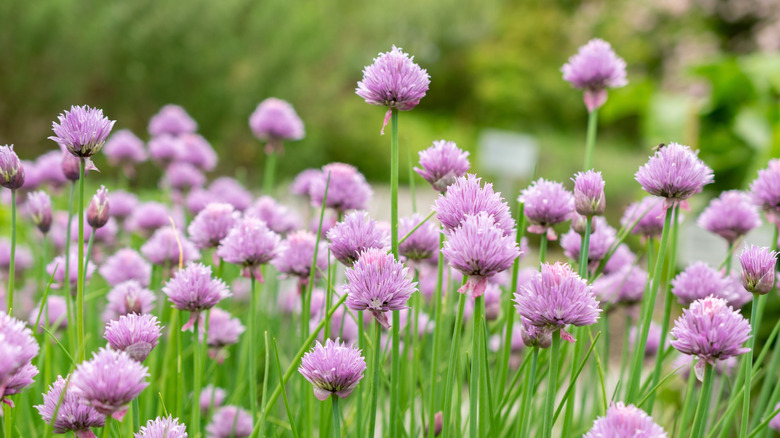 Chive plants with lavender flowers