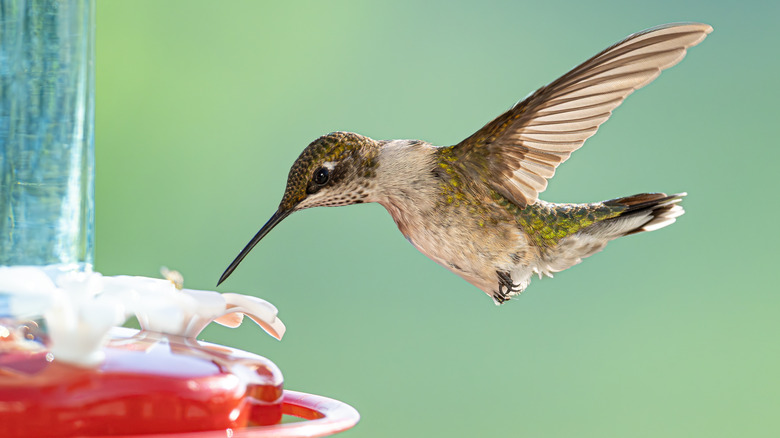 hummingbird at a feeder