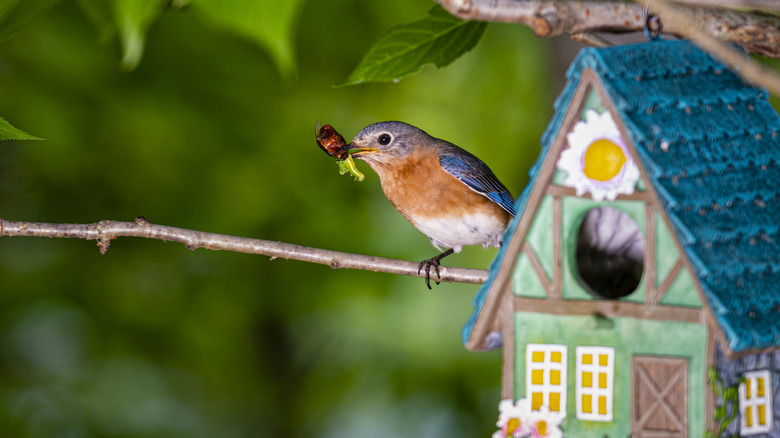 bird at colorful birdhouse