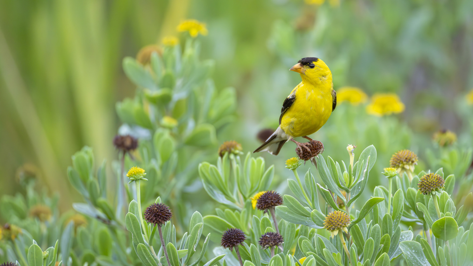 A DIY Bird Feeder That'll Add A Tropical Feel To Your Backyard