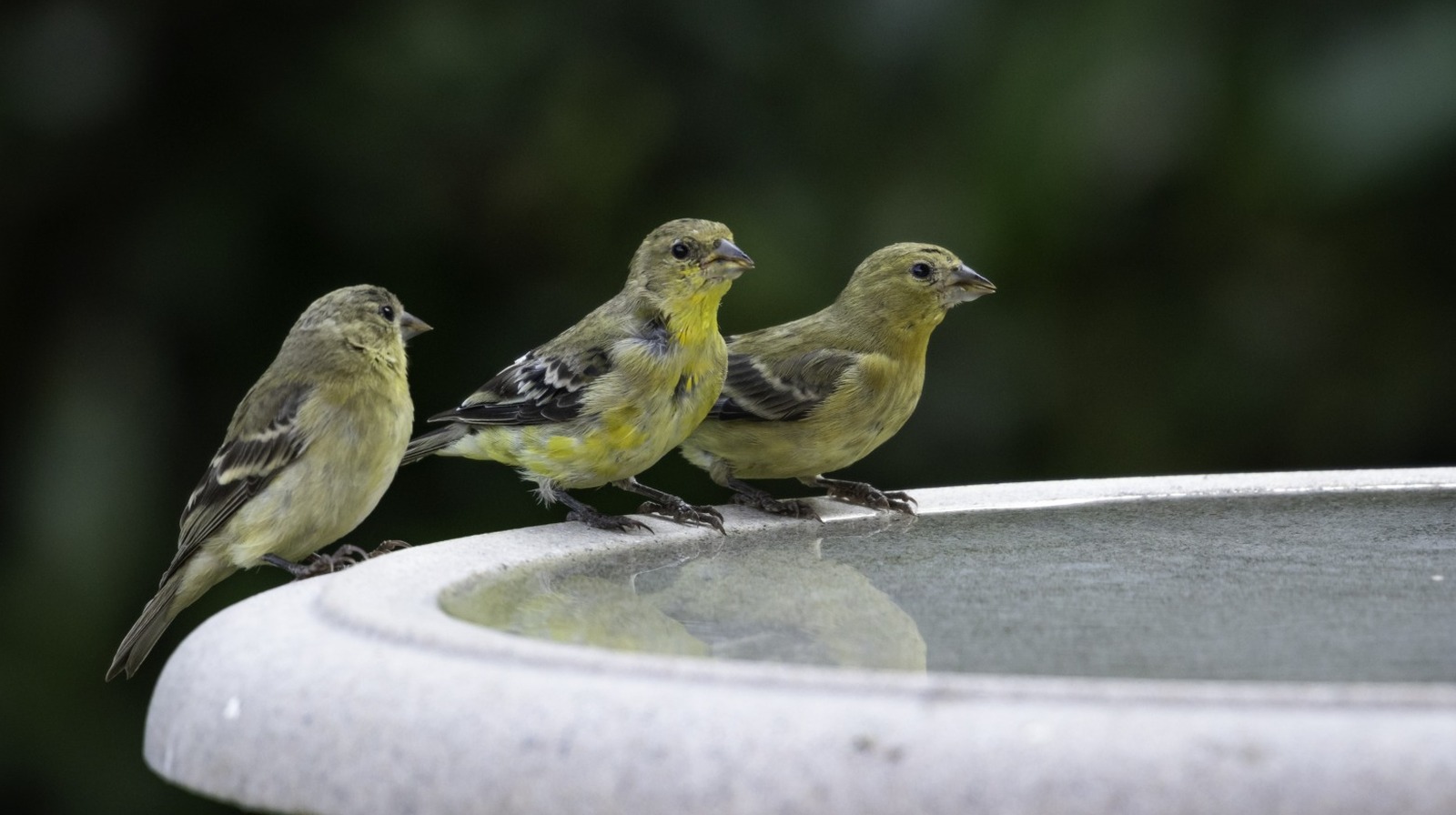 Do It Yourself Bird Bath Ideas: Creative & Easy Garden Projects