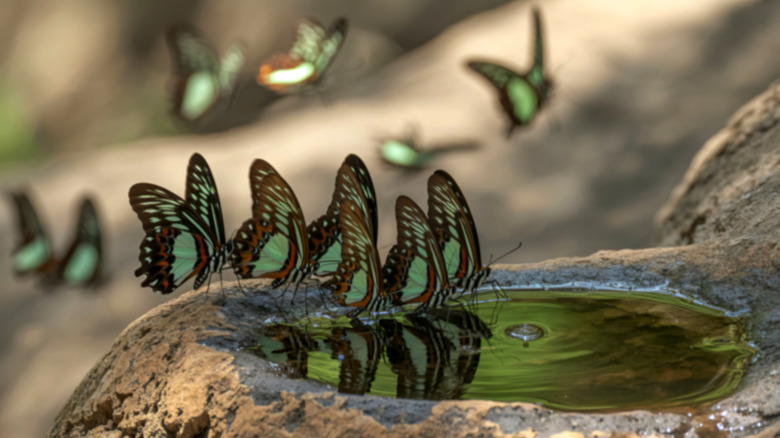 butterflies drinking from puddle