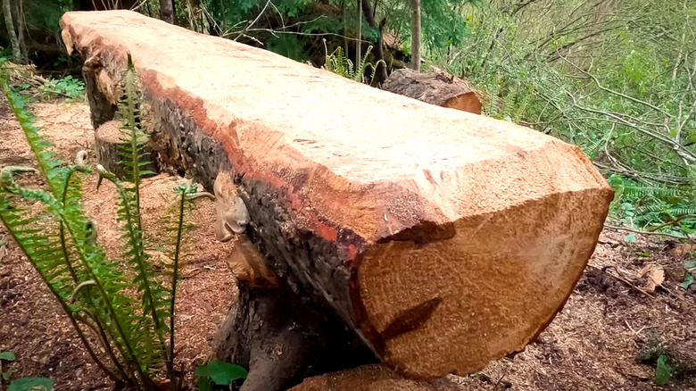 A DIY bench made from a fallen tree log