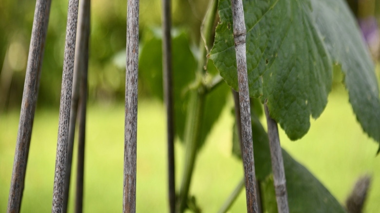 Cucumber growing on a tipi-style trellis