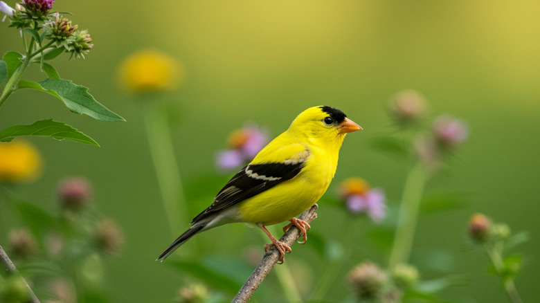 A goldfinch perched on a twig by some blooming thistle