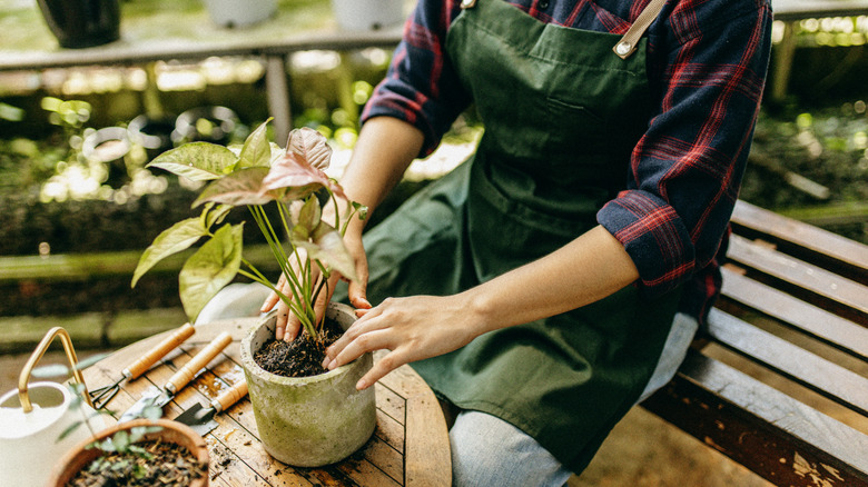 person gardening with concrete pot