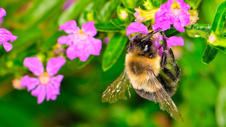 Bumblebee on pink flower