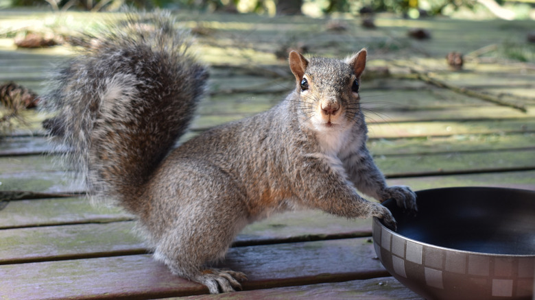 Guy making cayenne pepper spray